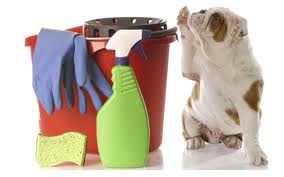 städa rent hemma efter dina husdjur som fäller hår